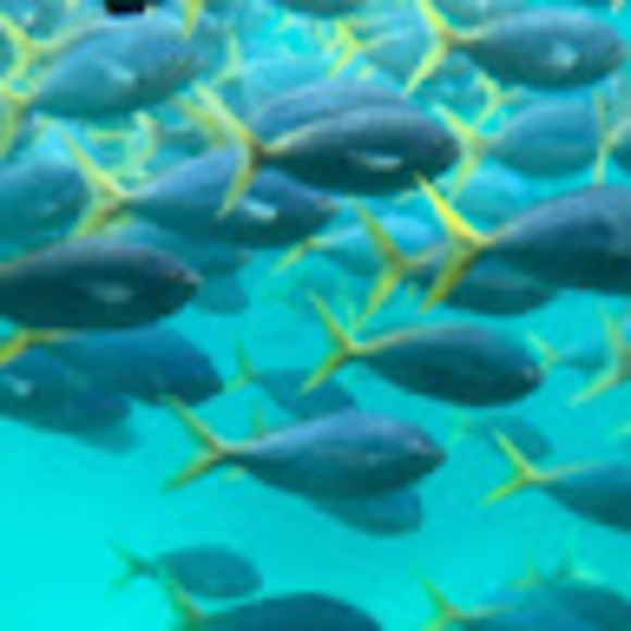 Meet your Posher, Sofia - Picture 1 of 1